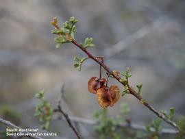   Fruits:   Dodonaea microzyga  var.  microzyga ; Photo by South Australian Seed Conservation Centre, used with permission
